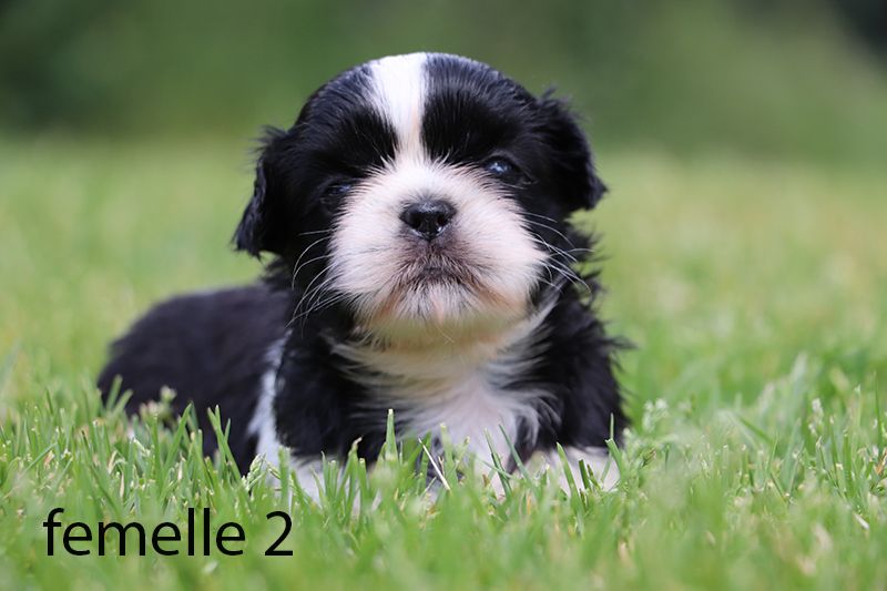 De la butte de Goliath - Chiots disponibles - Shih Tzu