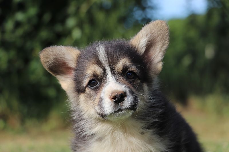 De la butte de Goliath - Chiots disponibles - Welsh Corgi Pembroke
