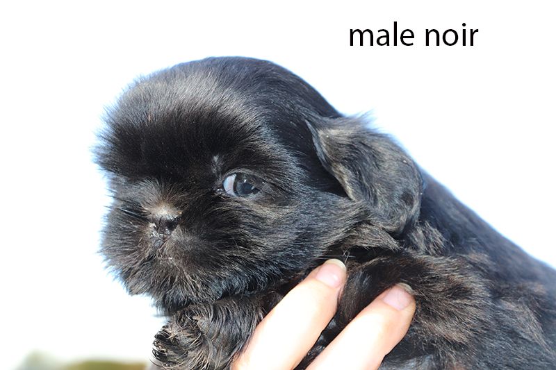 De la butte de Goliath - Chiots disponibles - Shih Tzu