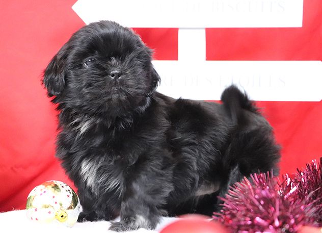 De la butte de Goliath - Chiots disponibles - Shih Tzu