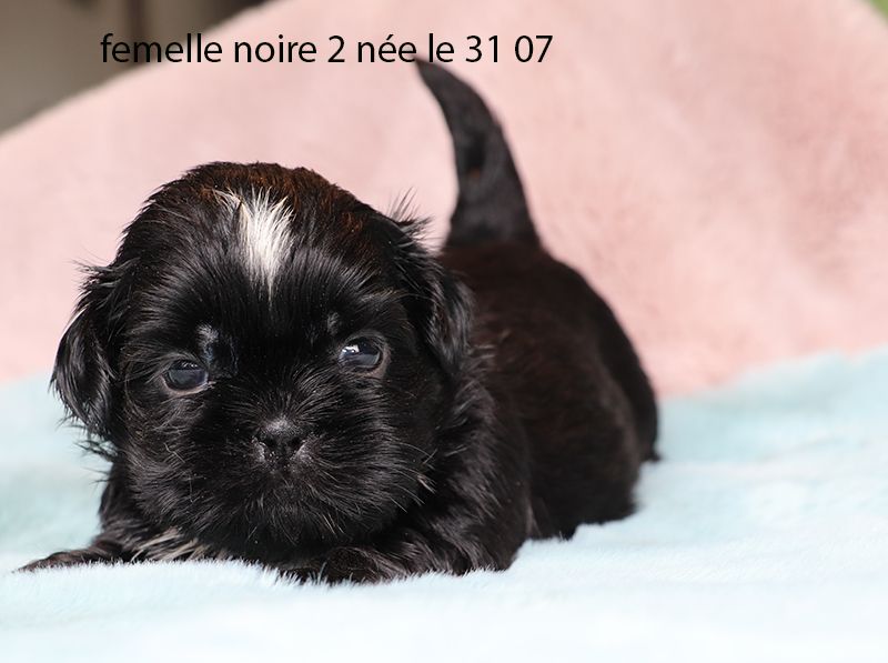 De la butte de Goliath - Chiots disponibles - Shih Tzu