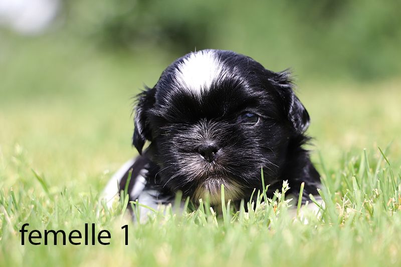 De la butte de Goliath - Chiots disponibles - Shih Tzu