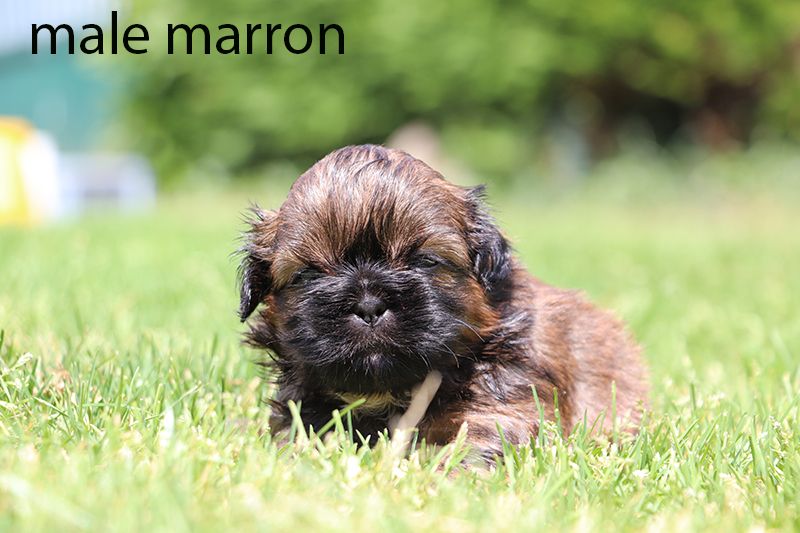 De la butte de Goliath - Chiots disponibles - Shih Tzu