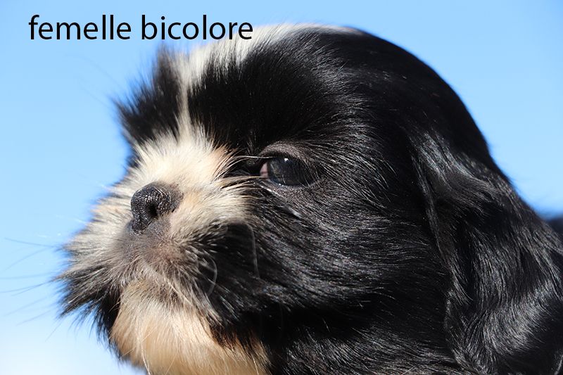 De la butte de Goliath - Chiots disponibles - Shih Tzu