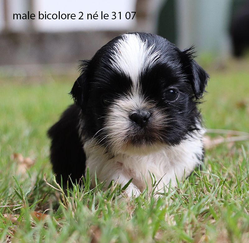 De la butte de Goliath - Chiots disponibles - Shih Tzu