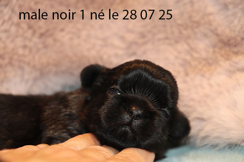 De la butte de Goliath - Chiots disponibles - Shih Tzu