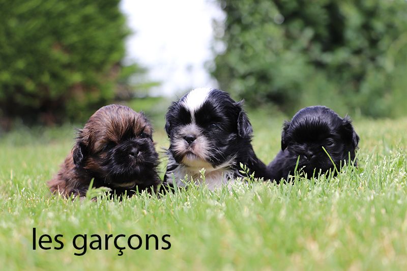 Chiot Shih Tzu De la butte de Goliath