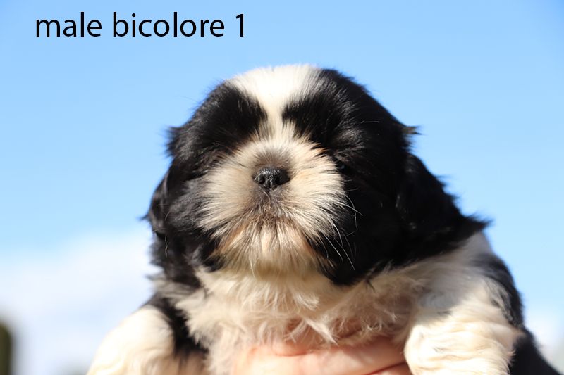 De la butte de Goliath - Shih Tzu - Portée née le 31/07/2025