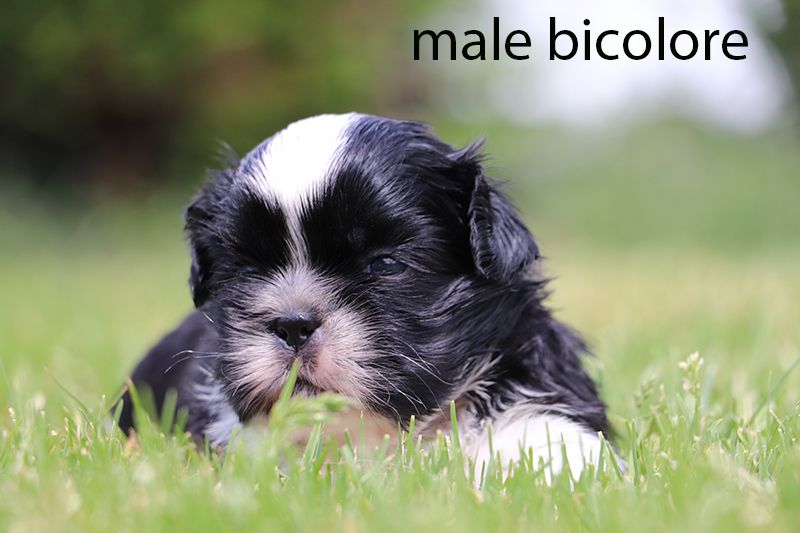 De la butte de Goliath - Chiots disponibles - Shih Tzu