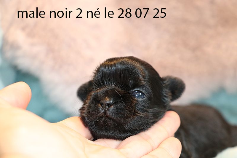De la butte de Goliath - Chiots disponibles - Shih Tzu