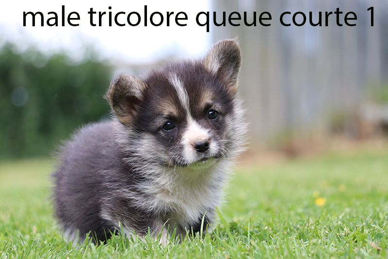 De la butte de Goliath - Chiots disponibles - Welsh Corgi Pembroke