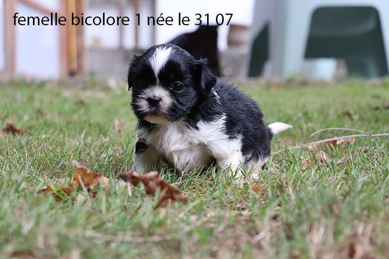 De la butte de Goliath - Chiots disponibles - Shih Tzu