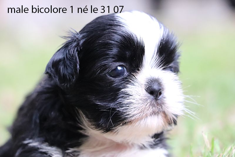 Chiot Shih Tzu De la butte de Goliath