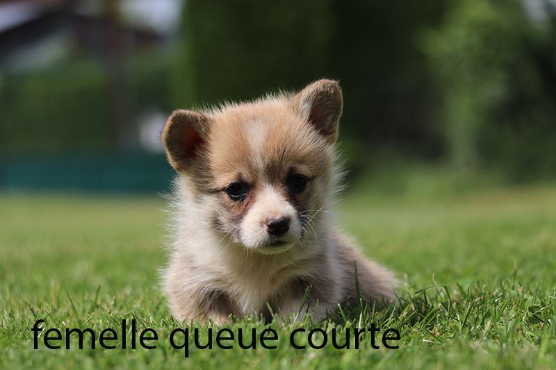 De la butte de Goliath - Chiots disponibles - Welsh Corgi Pembroke